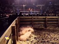 This match was held in the Hersheypark Arena, and it's a wonder that the health department didn't have something to say about this amount of pig excrement in such close proximity to a candy factory.